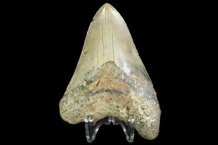 Fossil Megalodon Tooth - North Carolina #99859